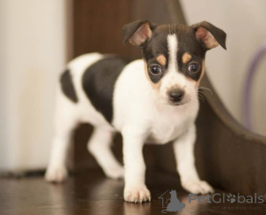 Photo №3. CHIHUAHUA PUPPIES WhatsApp 64 9-889 4165. Switzerland