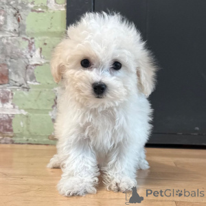 Photo №3. Acești frumoși pui de Bichon Frise,. Romania