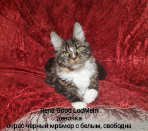 Photo №4. I will sell maine coon in the city of Сясьстрой. private announcement - price - 239$
