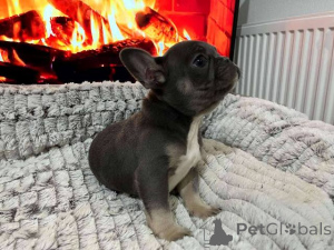 Photo №3. HIT offer French bulldog exotic colors. Switzerland