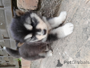 Photo №1. alaskan malamute - for sale in the city of Baden Baden | negotiated | Announcement № 166355