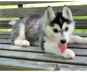 Photo №1. siberian husky - for sale in the city of Vienna | Is free | Announcement № 95337