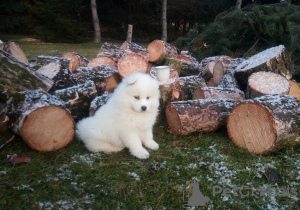 Photo №1. samoyed dog - for sale in the city of Tarnów | 312$ | Announcement № 32801