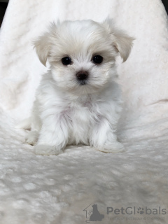 Photo №1. maltese dog - for sale in the city of Berlin | 158$ | Announcement № 109112