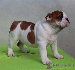 Photo №3. English bulldog, female puppies. Serbia