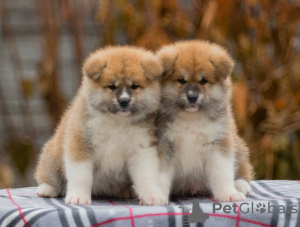 Photo №4. I will sell akita in the city of Minsk. from nursery - price - negotiated