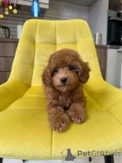 Photo №2 to announcement № 159556 for the sale of  - buy in Germany private announcement