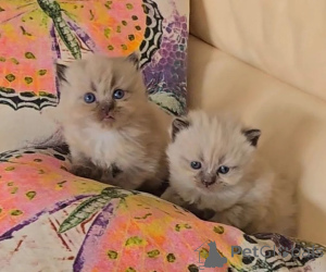 Photo №1. munchkin - for sale in the city of Delmenhorst | 361$ | Announcement № 174538