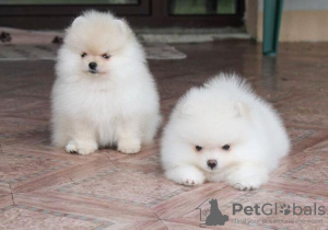 Photo №1. pomeranian - for sale in the city of Prague | Is free | Announcement № 94144