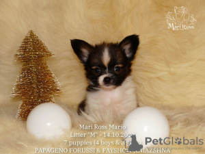 Photo №4. I will sell papillon dog in the city of Москва. from nursery - price - Is free