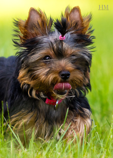 Photo №2 to announcement № 7046 for the sale of yorkshire terrier - buy in Ukraine breeder