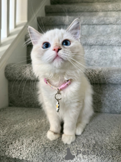 Photo №3. Sweet as a petal and soft as a cloud Lily loves to cuddle and purr her way into. Switzerland