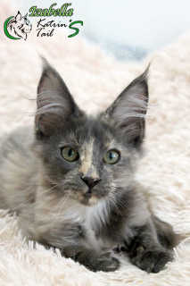 Photo №1. maine coon - for sale in the city of St. Petersburg | 422$ | Announcement № 7157