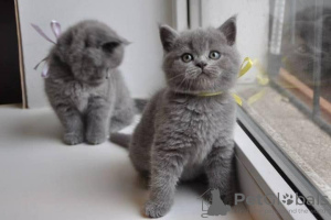 Photo №2 to announcement № 126531 for the sale of british shorthair - buy in Spain private announcement, breeder