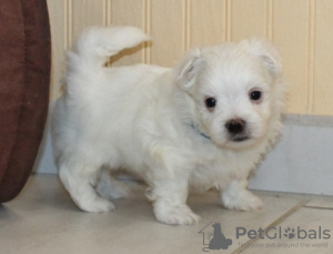 Photo №2 to announcement № 107573 for the sale of maltese dog - buy in France private announcement