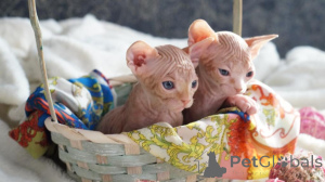 Photo №1. sphynx cat - for sale in the city of Herdecke | 361$ | Announcement № 177981