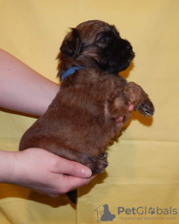 Photo №4. I will sell non-pedigree dogs in the city of Smolensk. breeder - price - 784$