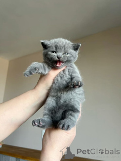 Photo №2 to announcement № 173820 for the sale of british shorthair - buy in Germany breeder