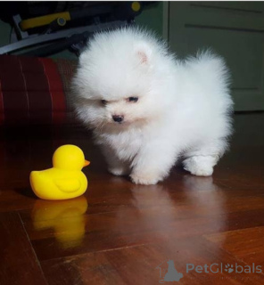 Photo №1. pomeranian - for sale in the city of Augustusburg | negotiated | Announcement № 170441