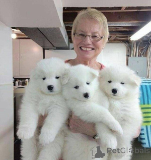 Photo №1. samoyed dog - for sale in the city of Tallinn | 774$ | Announcement № 160472