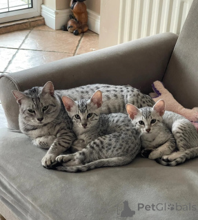 Photo №1. egyptian mau - for sale in the city of Baierbrunn | 361$ | Announcement № 178037