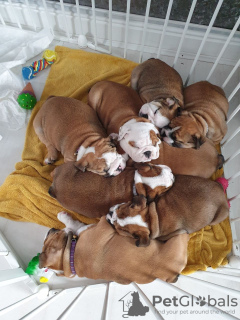 Photo №2 to announcement № 115335 for the sale of english bulldog - buy in United Kingdom private announcement, breeder