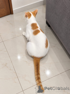 Photo №3.  Kitten Available for Adoption! . Estonia