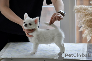 Photo №1. chihuahua - for sale in the city of Voronezh | 1882$ | Announcement № 138218