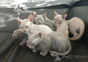 Photo №1. sphynx cat - for sale in the city of Bottrop | 329$ | Announcement № 153227