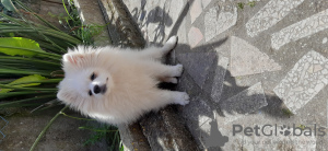 Photo №2 to announcement № 48280 for the sale of pomeranian - buy in Portugal from nursery