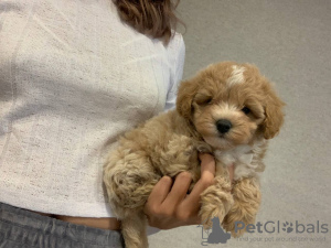 Photo №3. TERMS OF SALES maltipoo f1 min, delivery, bargaining, maltipoo f1. Ukraine