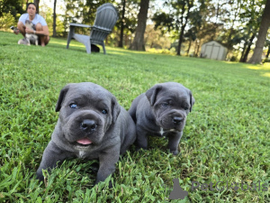 Photo №2 to announcement № 173404 for the sale of cane corso - buy in Denmark private announcement, breeder