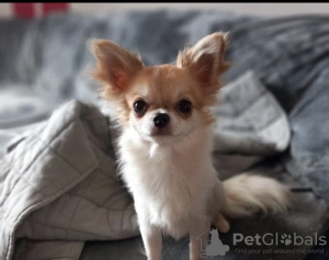 Photo №1. chihuahua - for sale in the city of Oslo | negotiated | Announcement № 56648