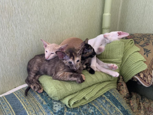 Additional photos: We offer kittens Oriental and Siamese color.