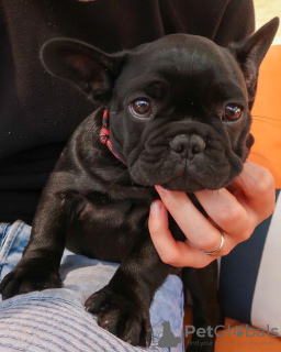 Photo №3. French bulldog puppies for sale. Germany