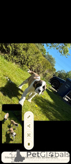 Photo №1. st. bernard - for sale in the city of Förby | 506$ | Announcement № 168897