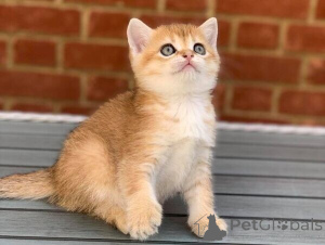 Photo №1. scottish fold - for sale in the city of Bayerisch Eisenstein | negotiated | Announcement № 167586