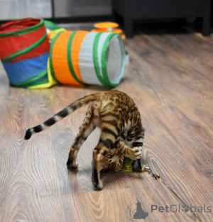 Photo №2 to announcement № 158404 for the sale of bengal cat - buy in Belarus private announcement, from nursery, breeder