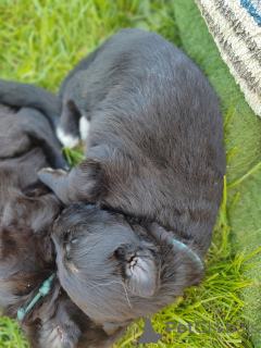 Photo №4. I will sell german shepherd in the city of Krakow. breeder - price - 847$