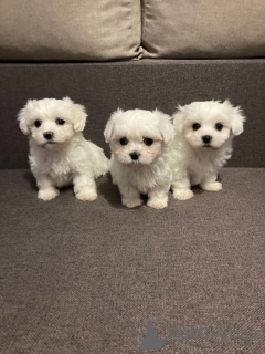 Photo №1. maltese dog - for sale in the city of Dusseldorf | negotiated | Announcement № 43171