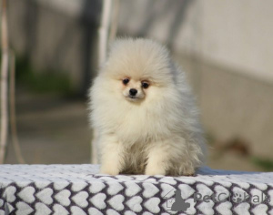 Photo №2 to announcement № 161468 for the sale of pomeranian - buy in Serbia 
