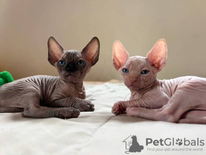 Photo №2 to announcement № 133911 for the sale of sphynx cat - buy in Kuwait private announcement