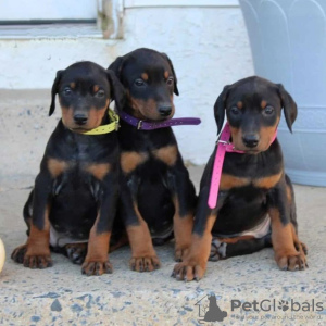 Photo №1. dobermann - for sale in the city of Berlin | negotiated | Announcement № 90672