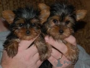 Photo №1. beaver yorkshire terrier - for sale in the city of Васа | Is free | Announcement № 127898