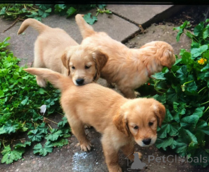 Photo №1. golden retriever - for sale in the city of Donzdorf | 361$ | Announcement № 178868