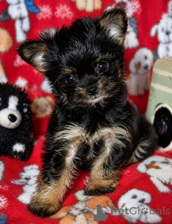 Photo №2 to announcement № 168220 for the sale of beaver yorkshire terrier - buy in United States breeder