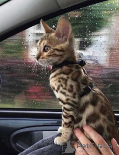 Photo №2 to announcement № 123838 for the sale of bengal cat - buy in Finland private announcement, breeder