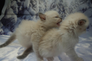 Photo №3. Kittens Ragdoll. Russian Federation