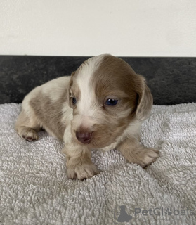 Photo №4. I will sell dachshund in the city of Munich. private announcement - price - 518$