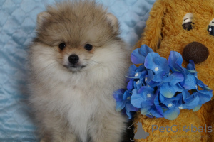 Photo №1. pomeranian - for sale in the city of Москва | 430$ | Announcement № 36781